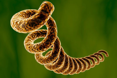 Der Erreger der Syphilis ist die Spirochätenart Treponema pallidum. Das Bakterium wird am häufigsten durch direkte sexuelle Kontakte übertragen. Hauptbetroffene Gruppe sind laut RKI Männer, die Sex mit Männern haben.