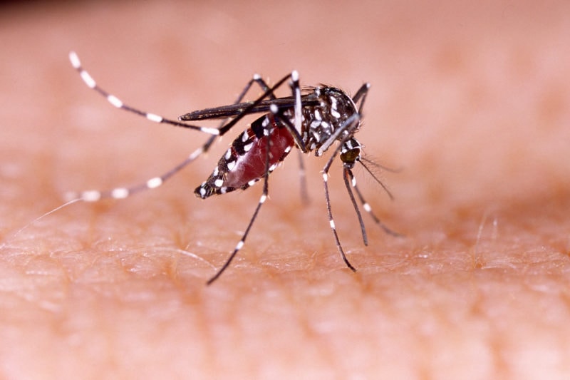 In der Nähe von Straßburg hat sich ein Mensch mit dem Chikungunya-Virus angesteckt. Die Verbreitung der Tigermücke und hohe Temperaturen begünstigen das Vordringen dieses Erregers auch in Deutschland.