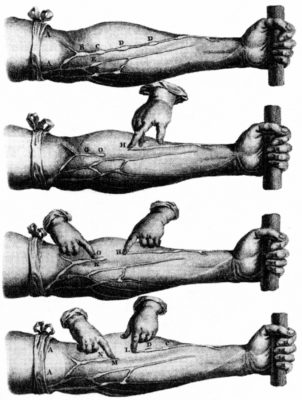 Revolutionär war die Entdeckung, dass das Blut im Körper in einem Kreislauf zirkuliert und nicht ununterbrochen neu gebildet wird. Doch mit dieser Theorie verstieß der englische Physiologe William Harvey Anfang des 17. Jahrhunderts gegen die herrschende Lehrmeinung. Er wurde verspottet, angefeindet und nicht ernst genommen.