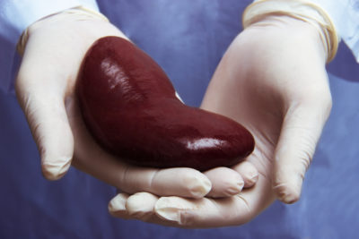 Bundesweit stiegen die Organspenden, in Rheinland-Pfalz dagegen gaben 2018 weniger Menschen ihre Zustimmung zur Organentnahme. Der Landtag beschäftigt sich mit Maßnahmen.