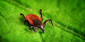 Zecke auf Blatt