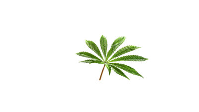 Der Hausarzt 15/2020 hausarzt.digital  Schmerzen Cannabis chronische Schmerzen Cannabistherapie Marijuana nine tip cannabis leaf in color and isolated on white background. Fully illuminated this beautiful green marijuana leaf is pure marijuana love.