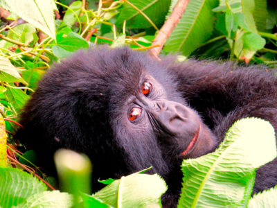 In dieser Ausgabe finden Sie ein wunderschönes Gorillamädchen, einen kontrastreichen Sonnenuntergang und eine Eidechse, die sich perfekt an ihre Umwelt angepasst.