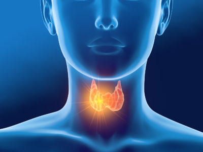 Thyroid gland of a woman, medically 3D illustration on blue background, front view