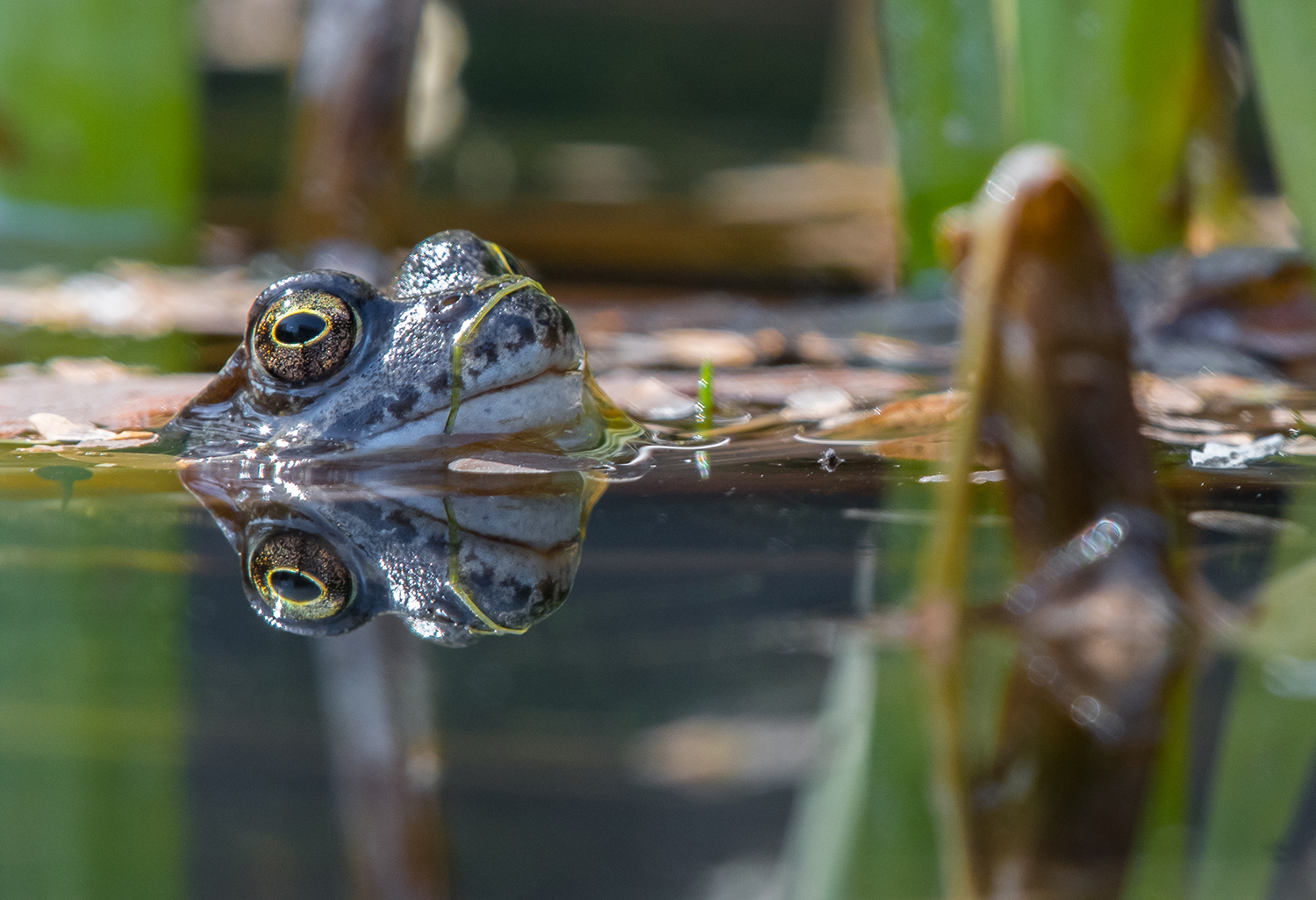 In dieser Ausgabe sehen Sie die gespiegelte, nächtliche Skyline von Vancouver, einen Frosch mit Frühlingsgefühlen im Gartenteich und grünes Moos verziert mit einem Eisbart.