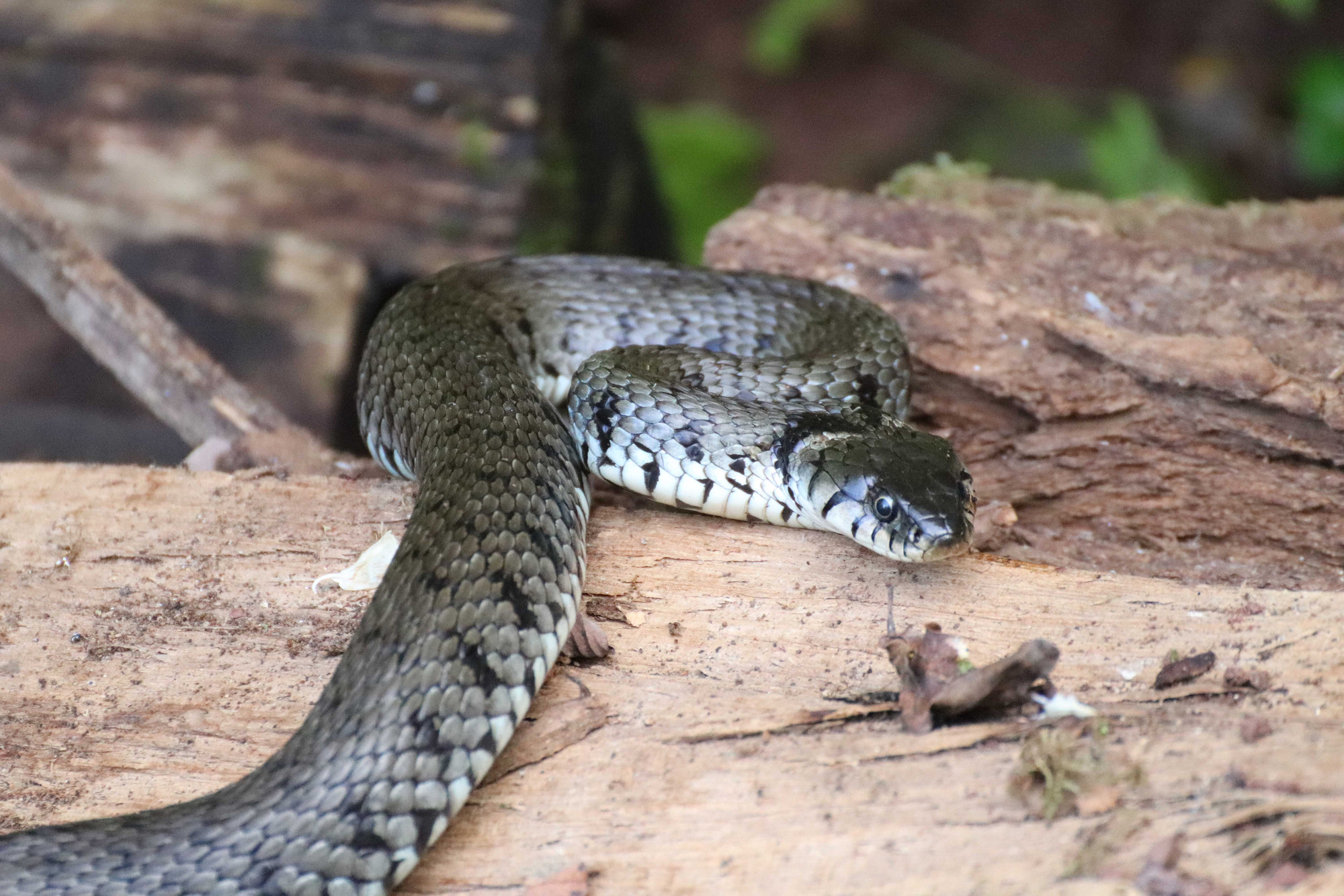 In dieser Ausgabe sehen Sie einen freundlichen Einsiedlerkrebs auf der Wanderschaft, eine Blässhuhn Mutter mit ihren Jungen und eine Begegnung mit einer ungiftigen Barrenringelnatter im Garten.