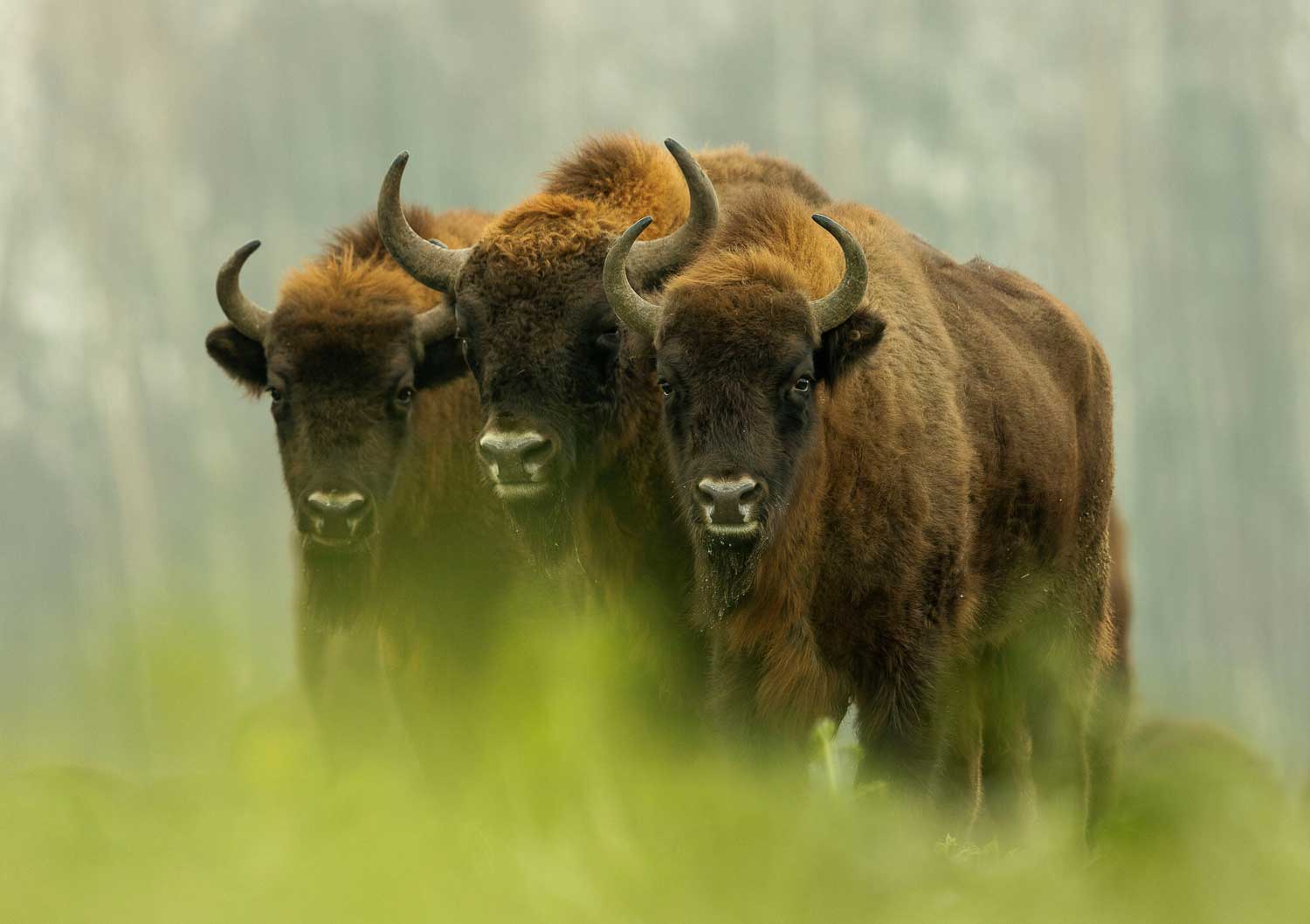 Im Białowieża-Urwald, der im Osten Polens an Belarus grenzt, hat sich eine ursprüngliche Wildnis erhalten. Ein Gebiet, das vom Rest der Welt weitgehend unberührt geblieben ist und den UNESCO-Welterbe-Status trägt. Wisente ziehen gemächlich über saftige Wiesen und streifen durch uralte Baumriesen. Auch Wölfe, Luchse und Wildpferde haben hier ihr Zuhause gefunden.